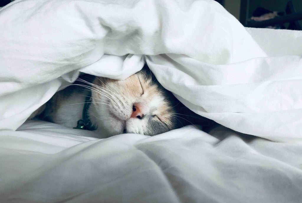 4 consigli per evitare la stanchezza e la pigrizia in inverno