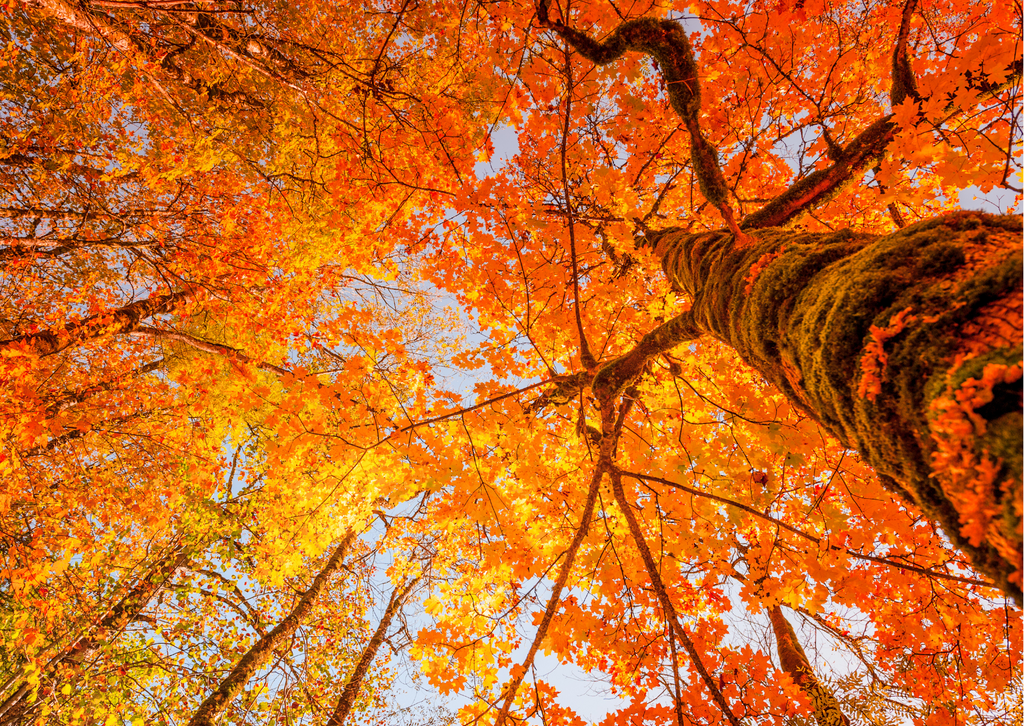Autunno, 8 tips per affrontare il cambio di stagione