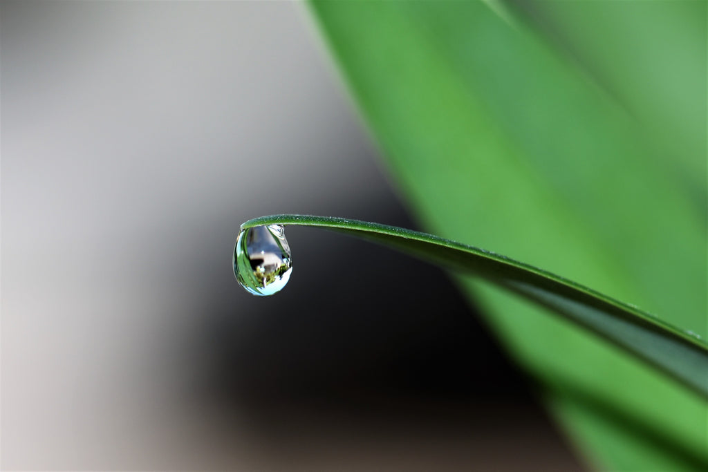 Plant waters, il segreto per l'idratazione naturale e sostenibile